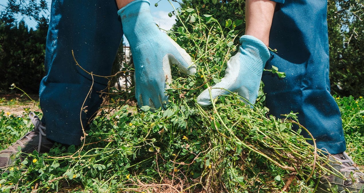 bahcede ot yolarken milyoner oldular 4ALATJCd