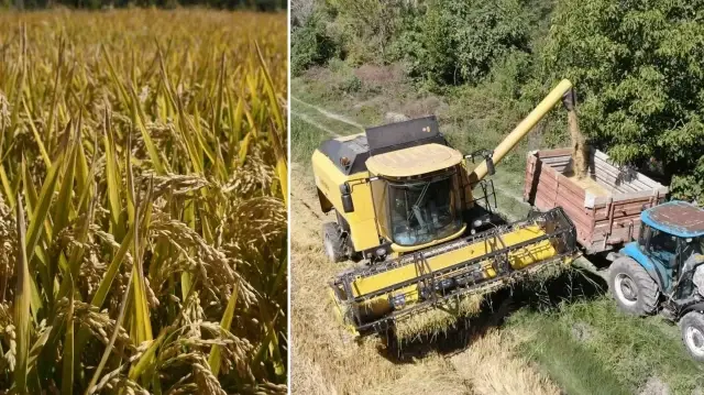 hasadi basladi yurdun dort bir yanina gonderiliyor kilogrami 220 tlden satiliyor fAcgWlZW