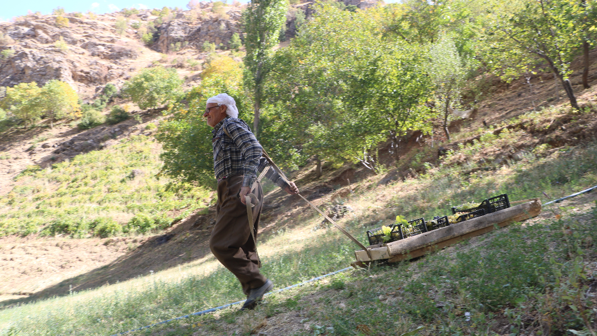 hakkaride 80 yasinda tonlarca uzumu kizakla tasiyor 4sdtdwQe