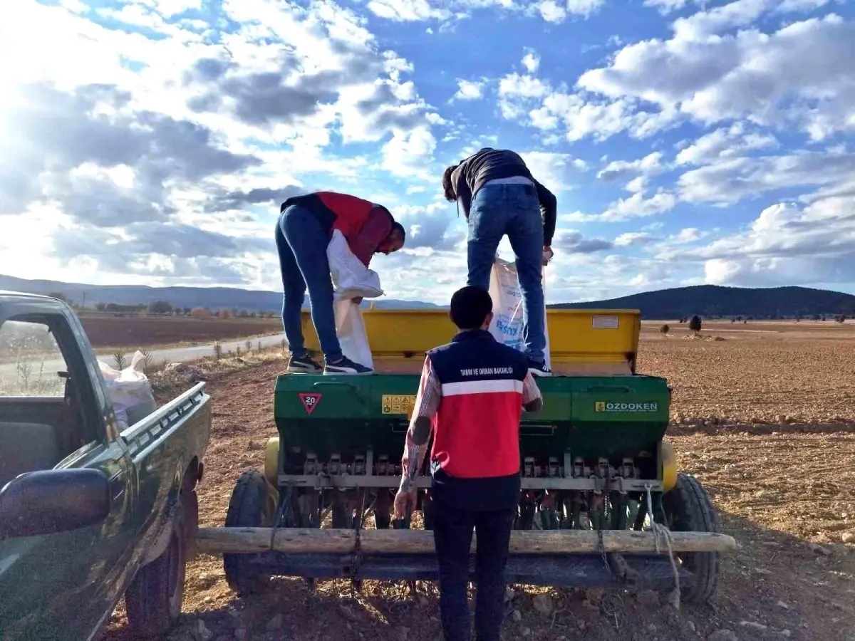 cavdarhisarda tohum dagitimi ve ekimi N6IU9DyF.jpg
