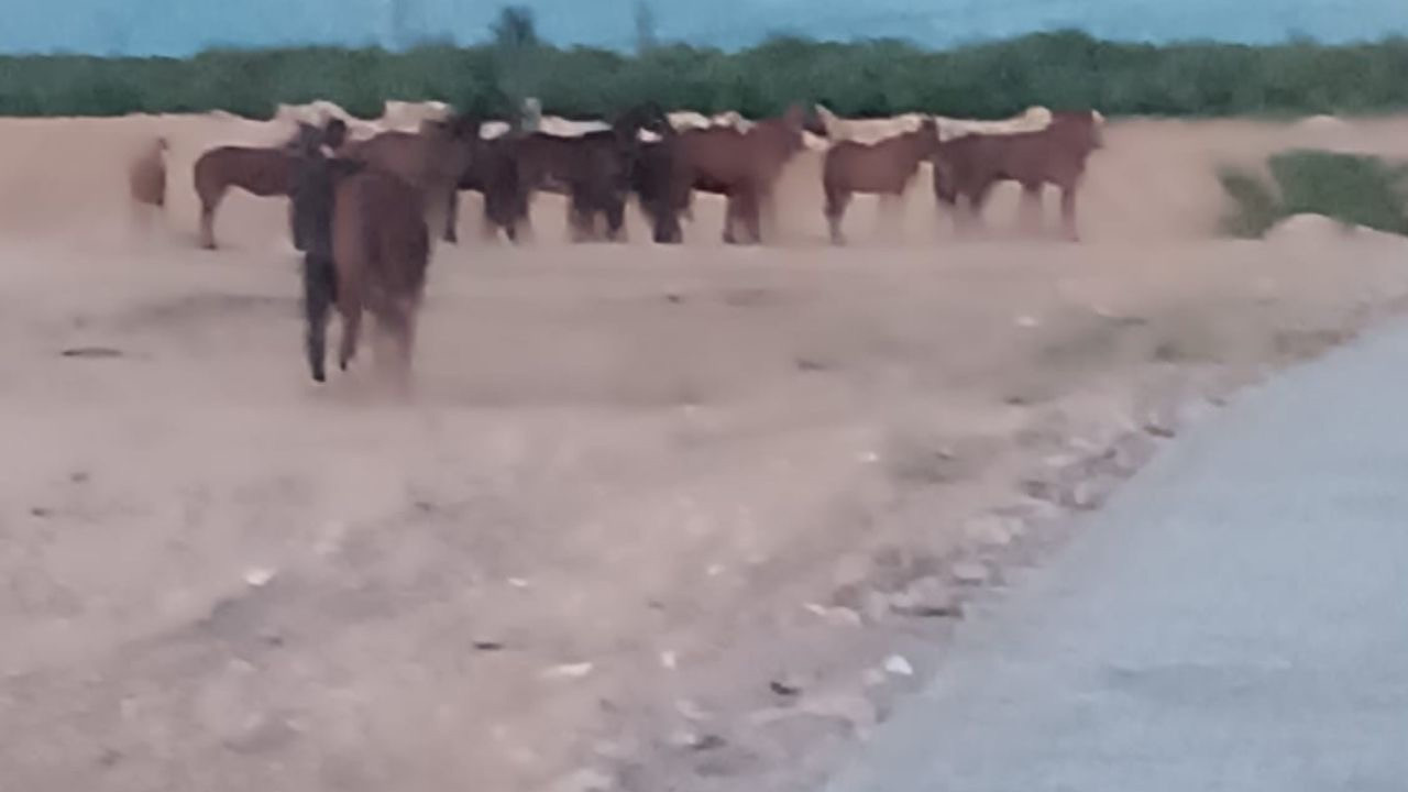 Malatya’da Çiftlikten Kaçan Beş At İçin Arama Çalışmaları Devam Ediyor